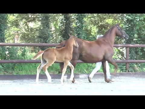 Ogano Sitte X Calvados