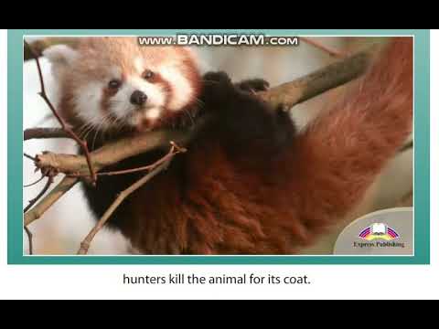 Excel 8 Module 6 About the Red Panda