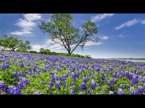Discover the Beauty of Texas: Exploring Bluebonnet Flower Fields