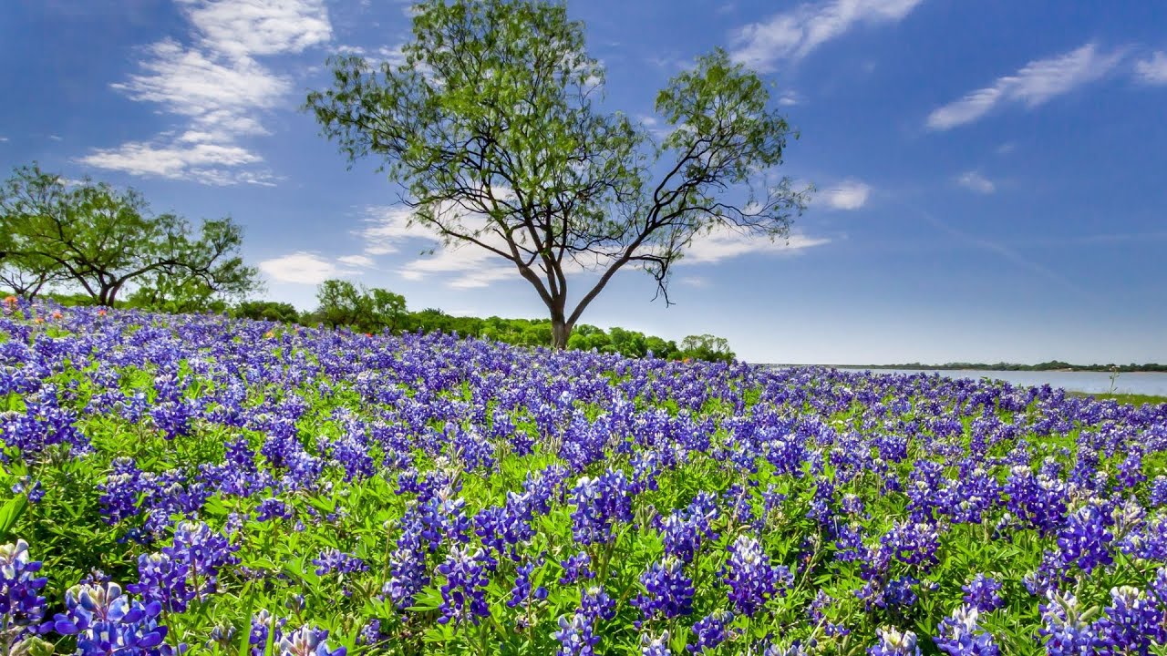 What is the most famous flower in Texas? Tipseri