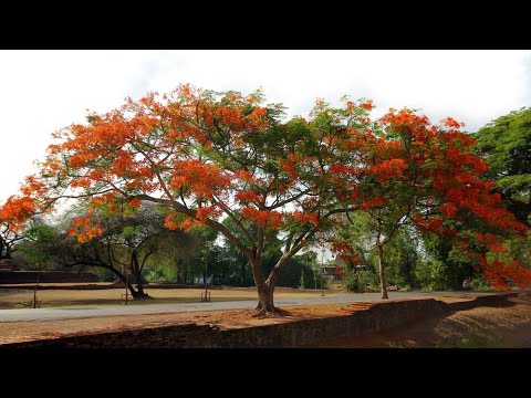 TẠM BIỆT MÁI TRƯỜNG YÊU DẤU