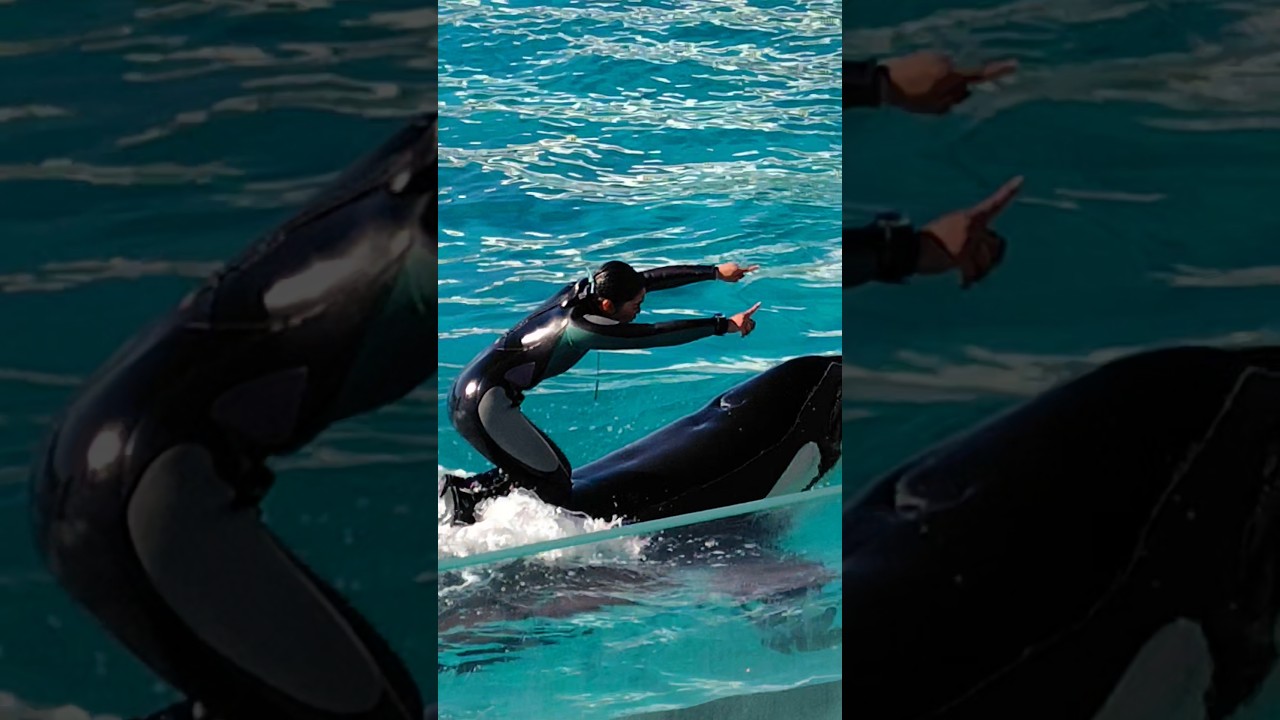 【ララの鳴き声】鴨川シーワールド✨シャチパフォーマンスショー