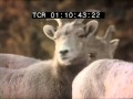 Classic Sesame Street Film Feeding The Sheep In Winter
