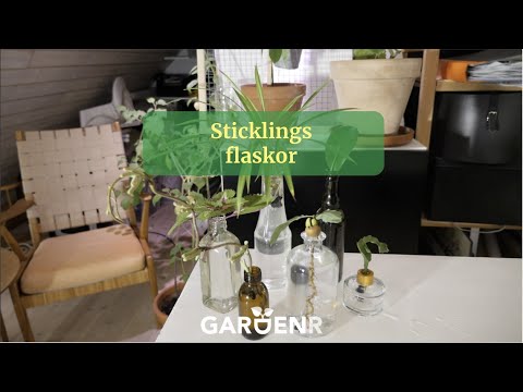 Sticklingsflaskor - Trädgårdshacks med GardenR