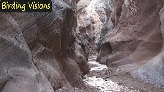 The Rock Wren of Willis Creek Slot Canyon - Utah
