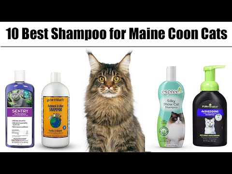 10 Best Shampoo for Maine Coon Cats