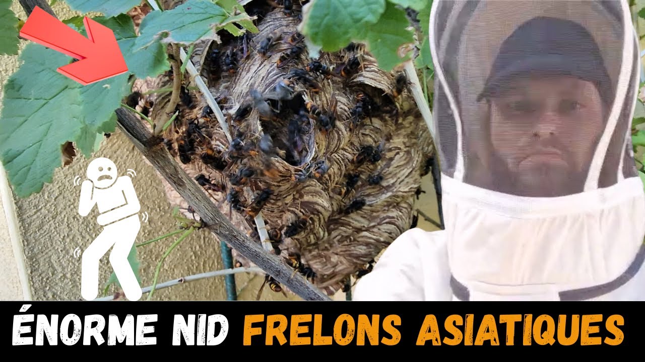 Aperçu vidéo : intervention frelons asiatiques