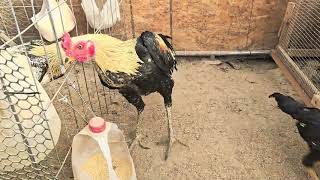 Download lagu Golden Shey Small. Qaib Pama Kosem X Chiang Mai.  mp3