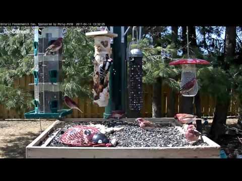 Purple Finches Invade Ontario FeederWatch Cam – Apr. 14, 2017