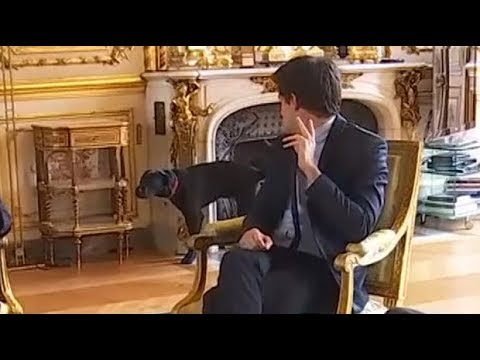 Emmanuel Macron’s dog urinates in fireplace during meeting