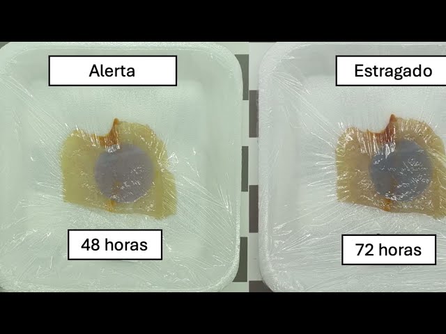 Embalagem inteligente muda de cor para avisar que o peixe estragou
