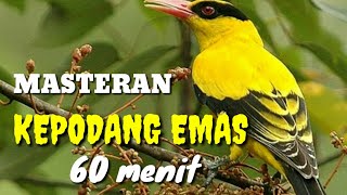 Download lagu masteran kepodang emas, 60 menit nonstop mp3