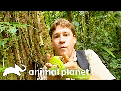 Steve Irwin Meets Tree-Dwelling Snakes and Lizards | Crocodile Hunter | Animal Planet