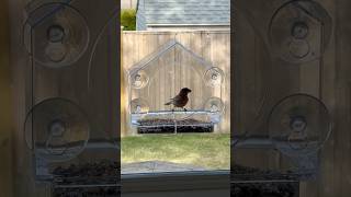 The coolest window bird feeder ✨ Linked in my storefront. My little ones love this! #shorts