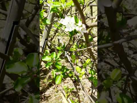 リンゴの木の根元に関連する植物はどれですか?  庭園