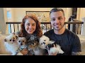 Making Homemade Dog Food Girl With The Dogs Is Live