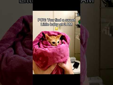 What should we name him? 😂 he’s a talkative little kitty 🐱#pov #cats #newbornkittens #straycat