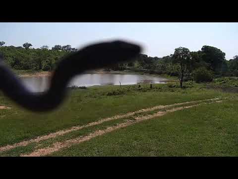 Djuma: Snake makes appearance on cam view - 08:57 - 12/11/21