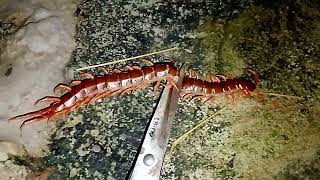 Kẹp con dêt cực khủng là đây