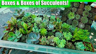 Colorful Succulents and Unusual Sempervivums From Mountain Crest Gardens 🌵