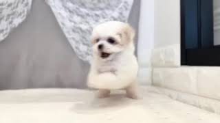 マルチーズの動画01