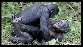 Chimpanzees meeting deep with gorrillas in Congo J