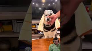 MOMENTOS DIVERTIDOS CON PERROS #3 #dogtricks #doglover #perrosgraciosos