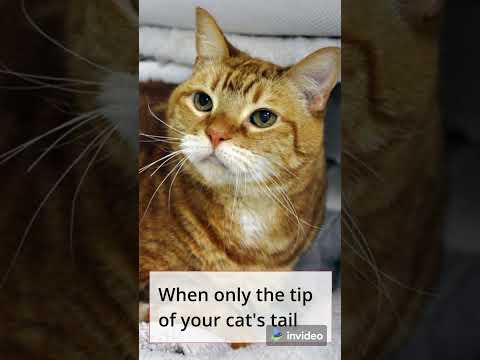What causes cats' tails to vibrate? #shorts