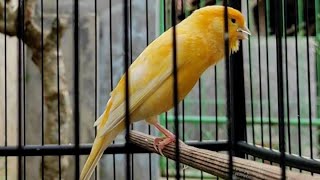 Download lagu This canary sings beautifully - Singing canary video | Best canary training songs mp3