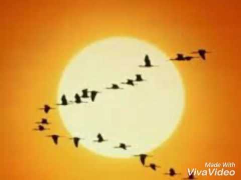 EL VUELO DE LOS GANSOS"HECTÓR HERRERA"