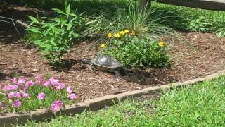 Purple Ice - Jeana Flox and Momma Turtle