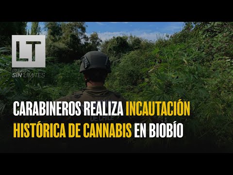 Carabineros realiza incautación histórica de cannabis en la Región del Biobío
