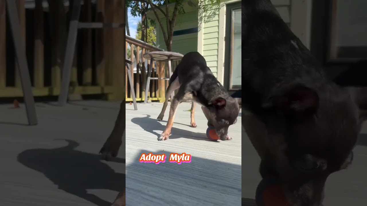 Enlarge Myla, an adoptable mixed breed in Milton, FL video 6/6