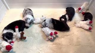 Video preview image #29 Border Collie Puppy For Sale in STRAFFORD, MO, USA