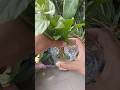 DO NOT Throw Jasmine Cuttings After Pruning☘️✂️ #propagation