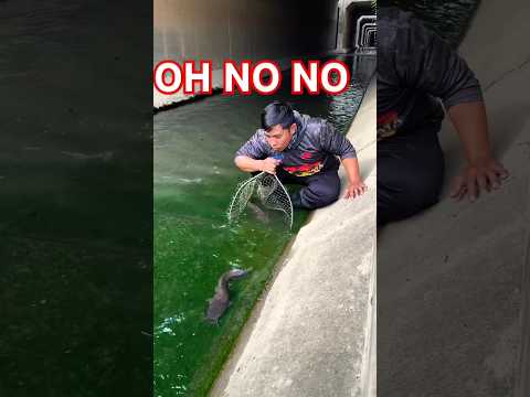 Fish catching, YouTube short video, fishing hunting