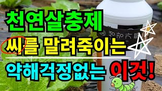 배추벌레 씨를 말려버린다고??? 충격 천연살충제 ? 약해걱정 없는 배추 벌레이젠걱정 끝 / 김방배추병충해방제