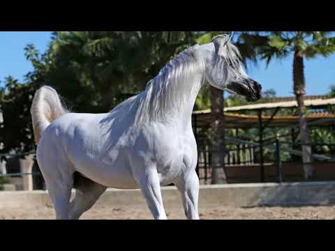 Lot 5: Nesj El Khimala @EBT Online Auction 2020 in support of UNICEF