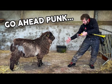 FIRST TIME shear for this young ram!