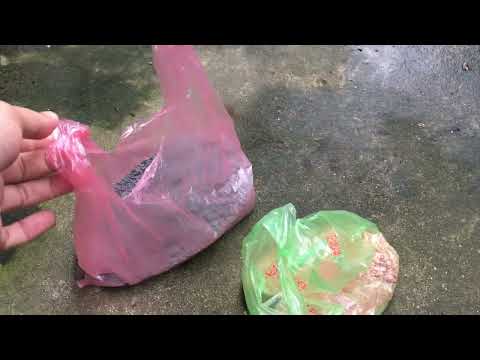 Cách kích nụ - nuôi nụ - nụ nhỏ-tạo nụ cho cây chưa có nụ vẫn đi đọt non trong tháng 8 âm lịch