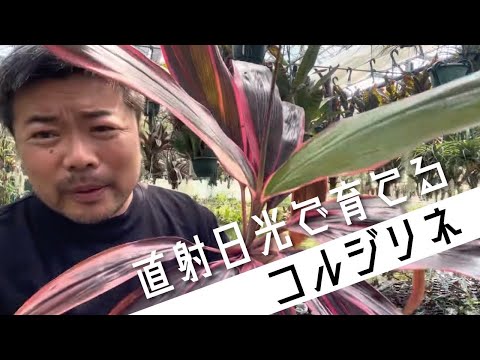 園芸 南コルジリネ