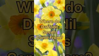 Download lagu How do Daffodils Reproduce? #nature mp3