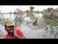 Amazing Fishing In River Catching Very Big Rohu Fishes Indian Wildfishing