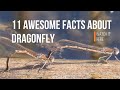 11 Awesome Dragonfly Fun Facts - Fossil Dragonflies wingspan size of up to 2 feets