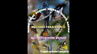 Download lagu SUARA PIKAT BURUNG MIGRASI mp3