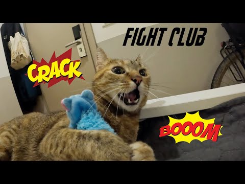 Cat fight - Nala vs Dean 🤜🏻💥😻