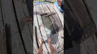 Download lagu Mancing ikan Toman di keramba apung #patehinte mp3