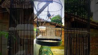 Download lagu lovebird isian kapas tembak #kicaumania #viralvideo #lovebirds #fyp #youtubeshorts #viralvideo mp3