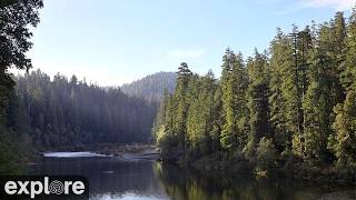 California · Redwood Forest River live stream