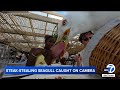 Seagull Swoops In Steals Steak Off Couple S Plate